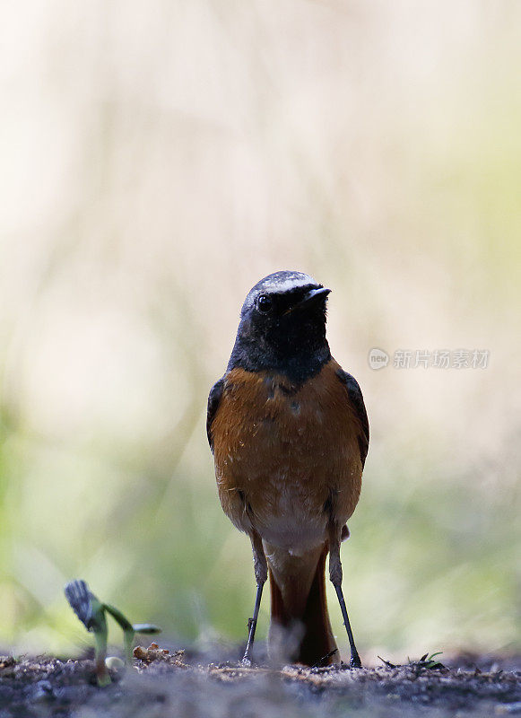 普通红雀(Phoenicurus Phoenicurus)雄性